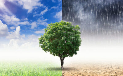 ANTE  EL CAMBIO DE CLIMA, NUEVOS MANEJOS COMERCIALES