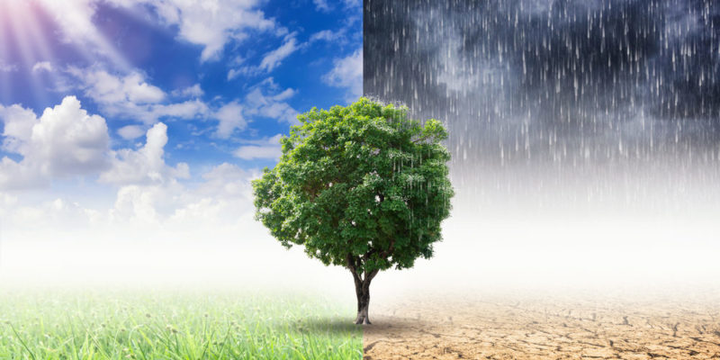 ANTE  EL CAMBIO DE CLIMA, NUEVOS MANEJOS COMERCIALES